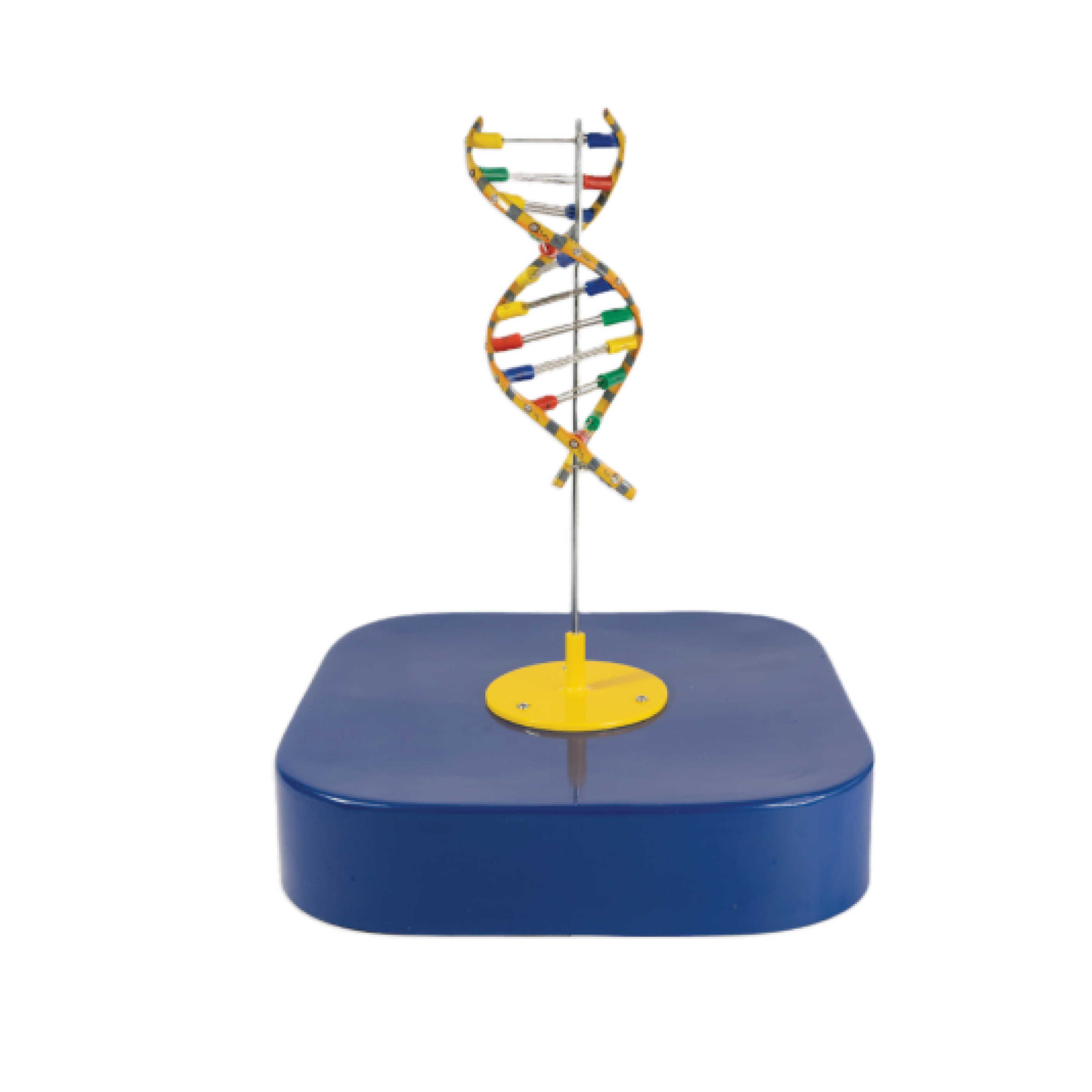 DNA Model | Stem Kit